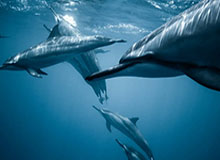 J9九游会-山东高速男篮取七连胜，邱彪赛后吐露心声